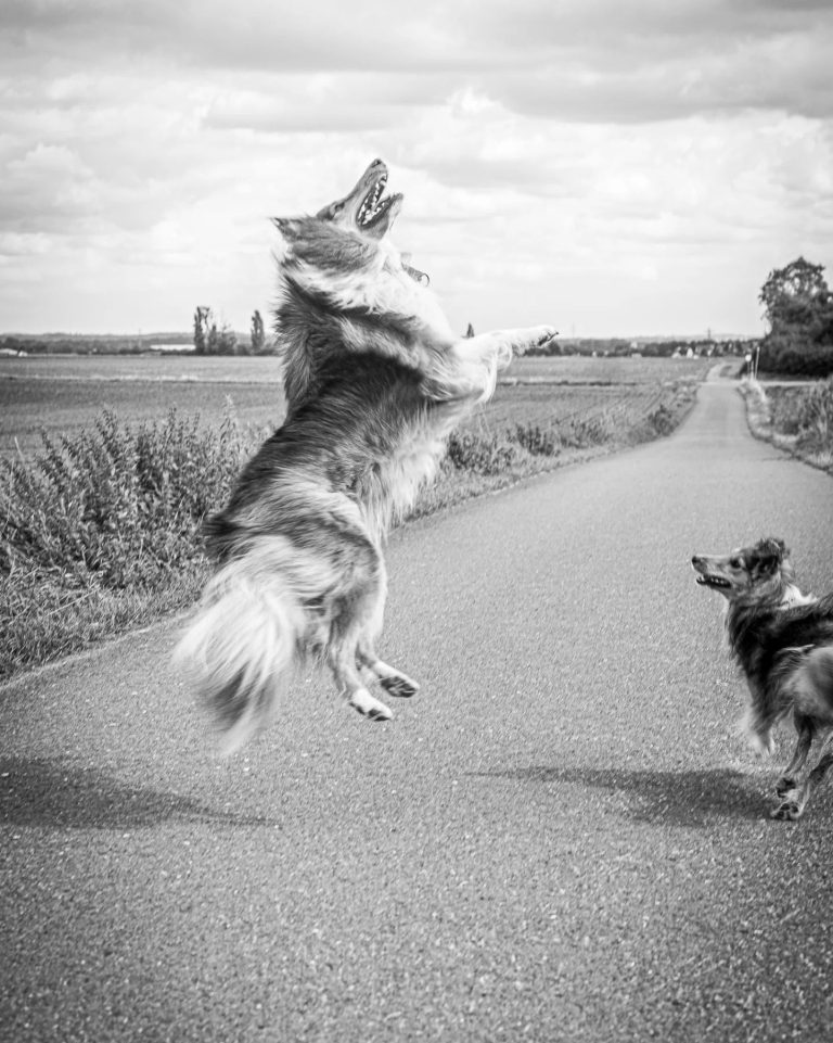Zwei Hunde auf einer Landstraße, einer springt fröhlich in die Luft.